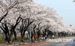 여의도 벚꽃축제·진해군항제 LTE 데이터 사용량 최대 36% 늘듯