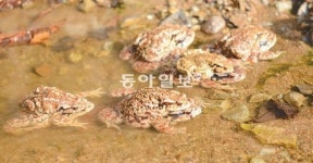 “황소개구리로 착각”…두꺼비 요리해 먹은 50대男 사망