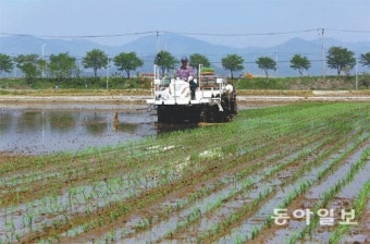 부산 첫 모내기