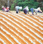 고창 황토밭 감자 모종 심는 풍경