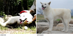 [단독]‘퍼스트도그’는 풍산개 마루? 경주개 동경이?