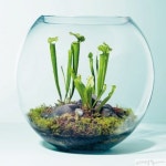 유리병속작은뜰황금정원 | 작은 병, 커다란 정원 Terrarium