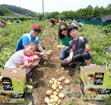 신나는 감자캐기