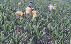 열대작물 울금, 비닐하우스 없이 재배