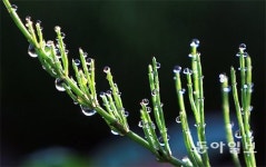 [포토 에세이]아침이슬