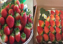 딸기의 모험, 6차산업을 일구다