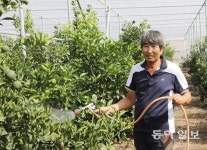 ‘방풍망 한라봉’ 첫 시도… 최고봉 우뚝