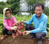 청주 햇고구마 두 달 빨리 수확