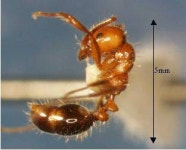 ‘외래 붉은불개미’ 부산항 감만부두 1차 조사 완료, 여왕개미 등 발견 안 돼