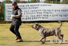 사람 문 개는 또 물어… 목줄 의존말고 교정훈련 꼭 받아야