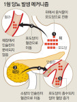 “소아 당뇨, 성인과 달라… 매일 주사 맞아야”