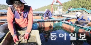 IT와 만난 청정 양식, 세계인 식탁 명품으로