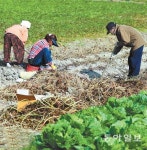 고구마 수확 분주