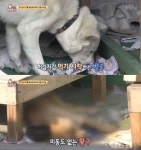 ‘동물농장’ 한파 속 방치된 백구·황구 사연에 누리꾼 분노 “동물보호법 강화해야”
