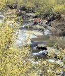 지리산 산수유마을에 산수유 활짝