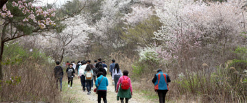 “봄 봄 봄… 꽃피는 4월엔 충남으로 여행 오세요”
