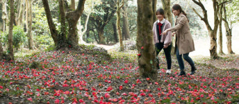 그림 같은 백련사 동백림 숲길