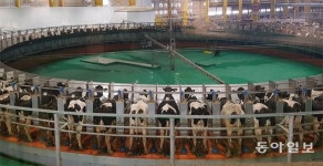 ‘단교’ 카타르의 역발상… 우유 수입 막히자 사막에 목장 조성