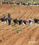 황토밭에 고구마 모종심기 분주