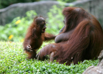 [김이재 교수의 지도 읽어주는 여자]모정 깊은 오랑우탄, 라면-화장품 인기에 눈물