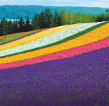 홋카이도, 여름이면 보라색 융단이 깔린다