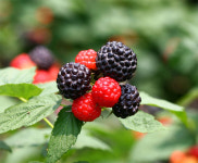 [이상곤의 실록한의학]〈52〉밤에 화장실 출입 잦으면 복분자