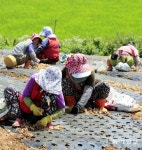 황토밭에서 마늘모종 심기