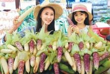 “강원도 찰옥수수입니다”