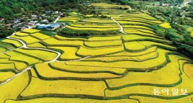 황금빛으로 물든 지리산 ‘다랑논’