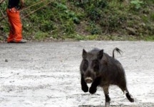 도봉구 농장에 멧돼지떼 출몰…멧돼지 발견 시 행동요령, ‘절대 정숙’