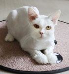 [단신]오티티닷컴, 반려동물 상품-서비스 선봬 外