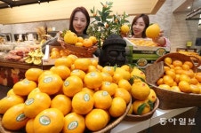 “제주 한라봉 맛보세요”