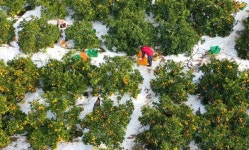 [드론으로 본 제주 비경]北에 간 제주도 귤…늦가을 황금빛 절경 ‘귤림추색’