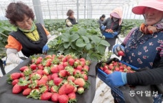 부산서 올겨울 첫 딸기 수확