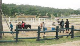 누구나 즐기는 공공승마장, 승마 대중화 ‘박차’