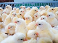 종계 아웃소싱 1위… 스마트팜 시설에 대규모 투자