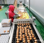 농가-상인 손에 맡긴 ‘셀프검사’… 노른자 빠진 계란 안전