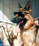 고양이에 2200억 원 상속? 애완동물 부자 리스트 보니…