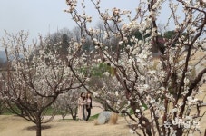 [동아포토]봄길 매화꽃과 함께…수도권 최초의 매화정원 ‘하늘 매화길’