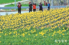 1004섬 수선화 축제