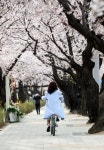 [청계천 옆 사진관] “꽃길만 걸으세요”  윤중로 벚꽃길 즐기는 방법