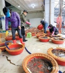 제철 맞은 세발낙지 경매장