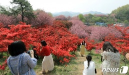 “그야말로 꽃동산”…상춘객, ‘겹벚꽃 명소’ 완산공원 꽃놀이 SNS 인증