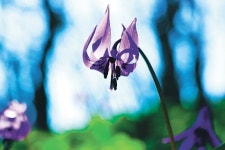 ‘봄꽃의 여왕’ 얼레지부터 노루오줌-범꼬리까지…수백 종 야생화가 반겨주네