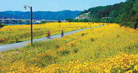 낙동강변 금계국 활짝