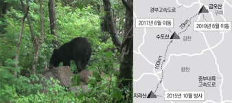 김천 반달곰, 이번엔 구미까지 갔다
