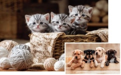 개, 고양이는 가축일 때가 더 안전하다