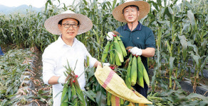 “차지고 고소한 찰옥수수 맛보세요”