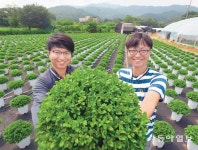 강남에서 농사? 서울서도 쌀-채소-화훼 다 지어요