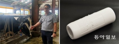 젖소 체온-운동량 온라인 체크… 질병 막고 최상급 우유 생산